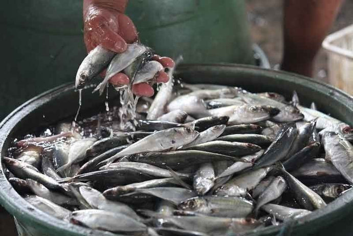Palengke-Fresh Seafood Delivery in Navotas - This Online Wet Market Delivers Right to Your Doorstep