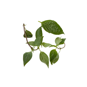 Thai Basil (50g) Herbs & Spices Fresh Next-Day Online Palengke Delivery in Metro Manila, Philippines by Safe Select