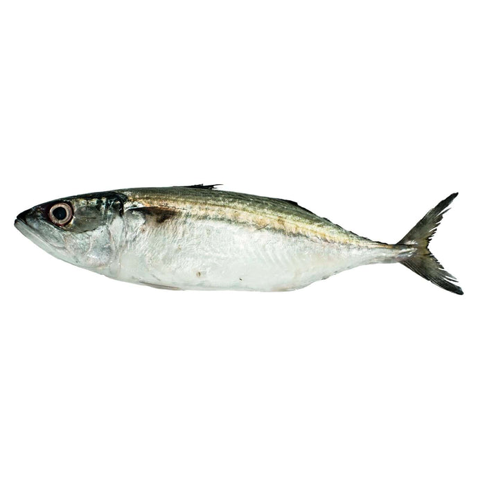 Alumahan (500g) Fresh Seafood Fresh Next-Day Online Palengke Delivery in Metro Manila, Philippines by Safe Select