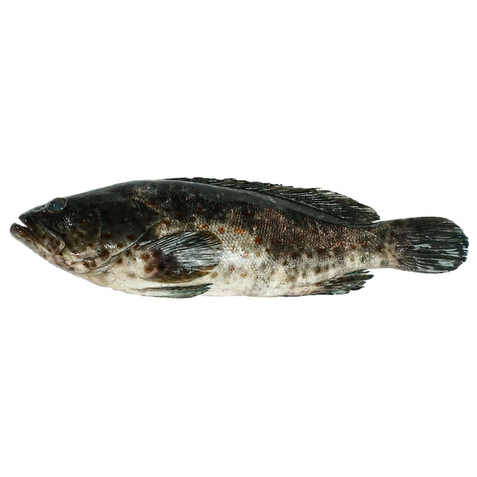 Black Lapu-Lapu Fillet Genuine (pack) Fresh Seafood Fresh Next-Day Online Palengke Delivery in Metro Manila, Philippines by Safe Select