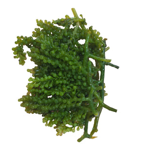 Lato Seaweed (500g) Fresh Seafood Fresh Next-Day Online Palengke Delivery in Metro Manila, Philippines by Safe Select