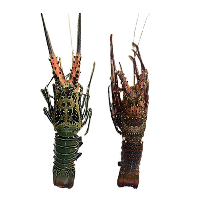 Large Lobsters - 2pcs (kg) Fresh Seafood Fresh Next-Day Online Palengke Delivery in Metro Manila, Philippines by Safe Select