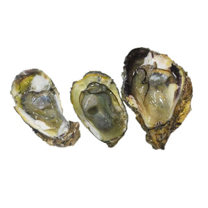 Oysters, Open Half Shell (500g) Fresh Seafood Fresh Next-Day Online Palengke Delivery in Metro Manila, Philippines by Safe Select