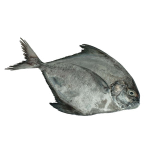 Black Pampano (kg) Fresh Seafood Fresh Next-Day Online Palengke Delivery in Metro Manila, Philippines by Safe Select