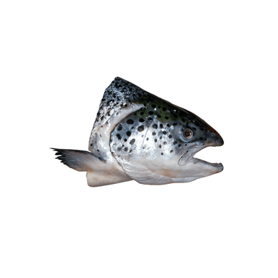 Salmon Head (pc) Fresh Seafood Fresh Next-Day Online Palengke Delivery in Metro Manila, Philippines by Safe Select