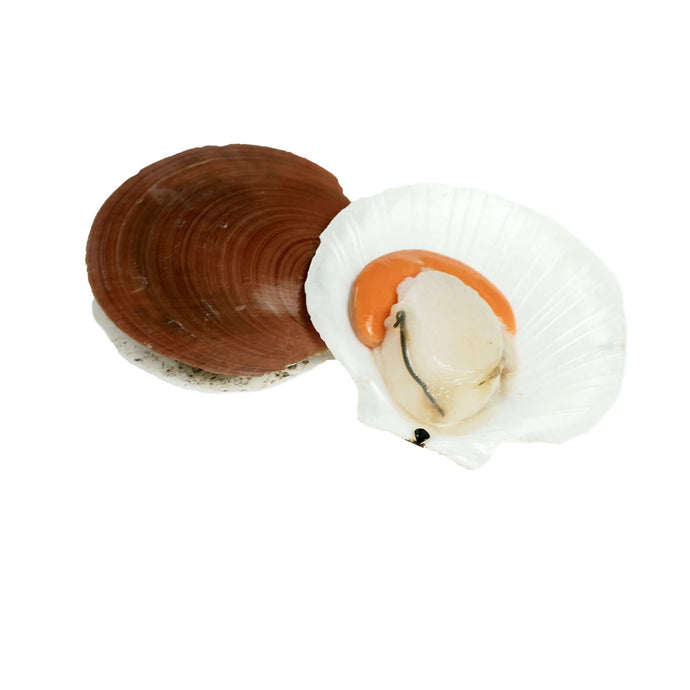 Scallops with Shell (kg) Fresh Seafood Fresh Next-Day Online Palengke Delivery in Metro Manila, Philippines by Safe Select