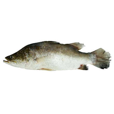 Sea Bass (kg) Fresh Seafood Fresh Next-Day Online Palengke Delivery in Metro Manila, Philippines by Safe Select