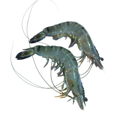 Jumbo Tiger Prawns - 16-20pcs (kg) Fresh Seafood Fresh Next-Day Online Palengke Delivery in Metro Manila, Philippines by Safe Select