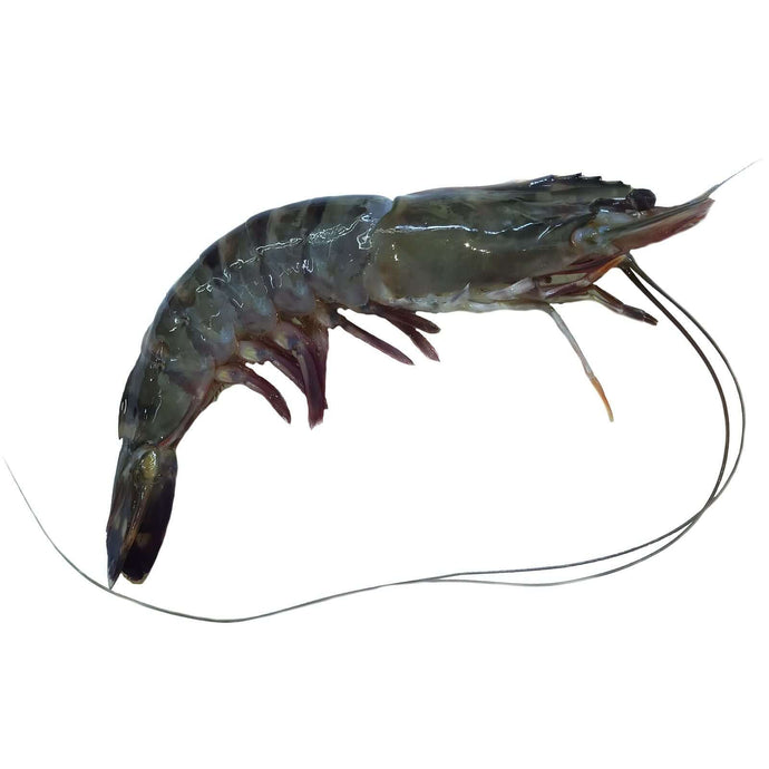 XJumbo Tiger Prawns - 10-16pcs (kg) Fresh Seafood Fresh Next-Day Online Palengke Delivery in Metro Manila, Philippines by Safe Select