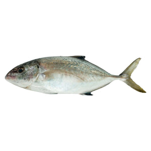 Talakitok Oblong (kg) Fresh Seafood Fresh Next-Day Online Palengke Delivery in Metro Manila, Philippines by Safe Select