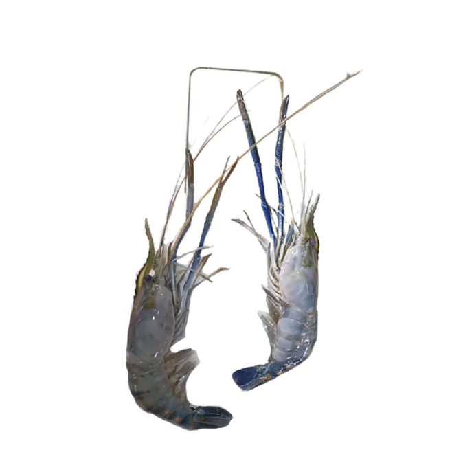 Ulang / River Prawns (kg) Fresh Seafood Fresh Next-Day Online Palengke Delivery in Metro Manila, Philippines by Safe Select
